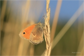 <p>OKÁČ POHÁŇKOVÝ (Coenonympha pamphilus) ---- /Small heath - Kleines Wiesenvögelchen/</p>